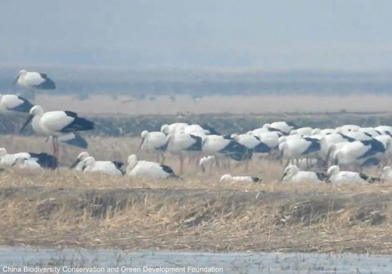 Un rassemblement de plus de 3 000 Cigognes orientales observé près de Jinzhou (Chine) en décembre 2022 !