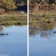 Une intéressante « association » entre un Phalarope à bec large et deux Canards souchets dans la réserve du Teich (Gironde) en décembre 2022