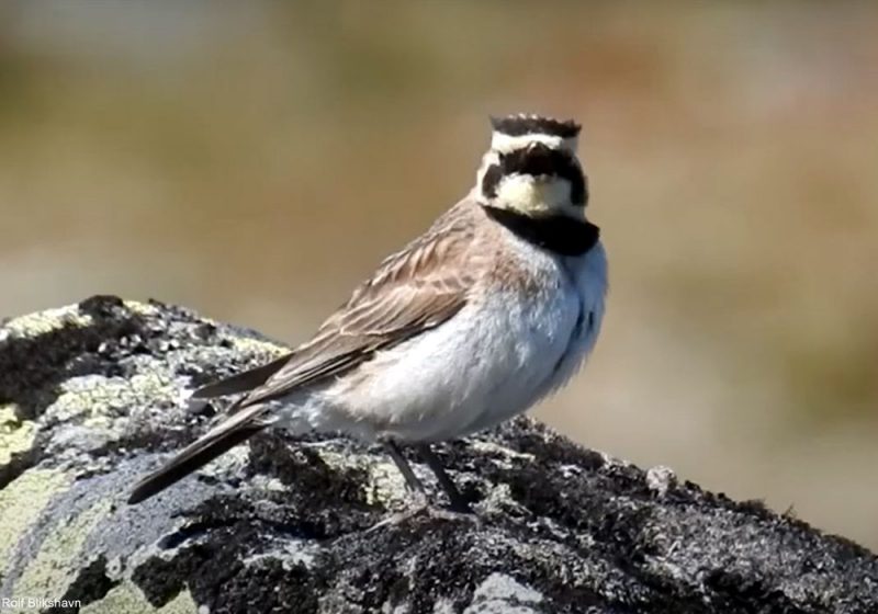 Augmentation inattendue des populations d’Alouettes haussecols dans deux secteurs de Norvège