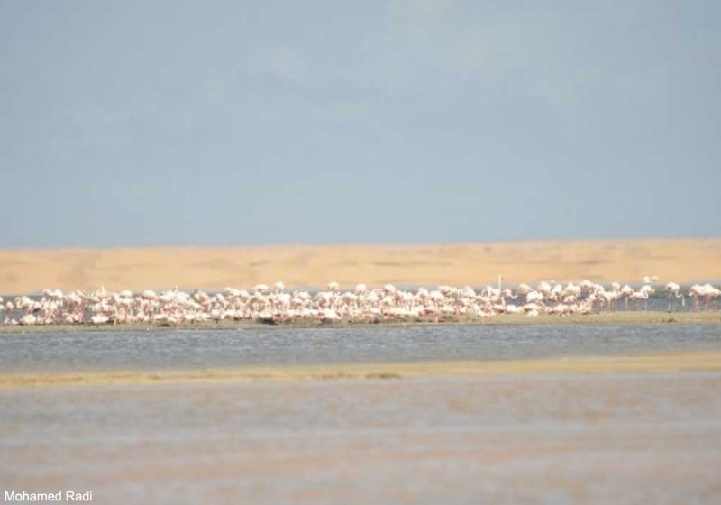 Le Flamant rose a niché au Maroc en 2022, soit plus de 50 ans après la disparition de la dernière colonie connue