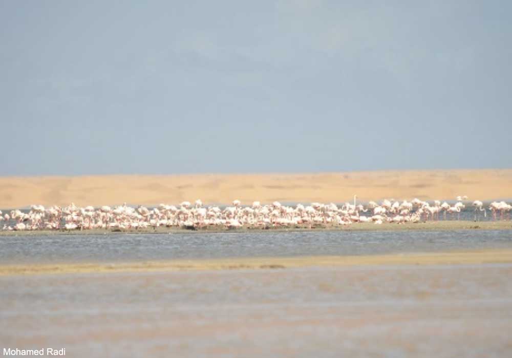 Vue de la colonie Flamants roses (Phoenicopterus roseus) 