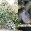 Quelques idées pour recycler son sapin de Noël après les fêtes pour aider la faune sauvage, et notamment les oiseaux