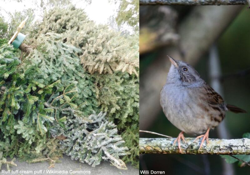 Quelques idées pour recycler son sapin de Noël après les fêtes pour aider la faune sauvage, et notamment les oiseaux