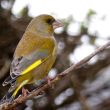 Onzième comptage national des oiseaux des jardins