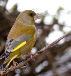 Onzième comptage national des oiseaux des jardins