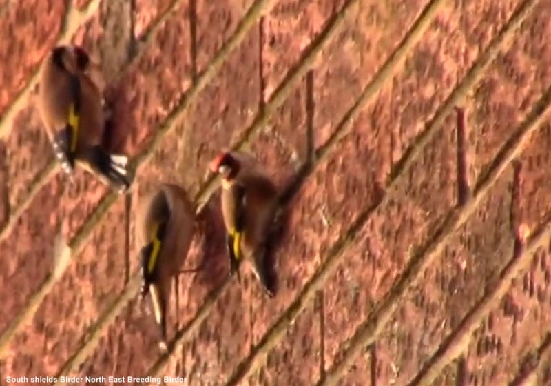 Des Chardonnerets élégants ingèrent des particules sur un mur de briques en Grande-Bretagne en janvier 2023