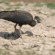 Bonne nouvelle concernant la population du très rare Ibis de Davison