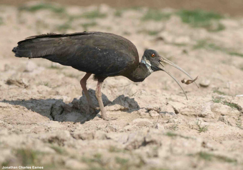 Bonne nouvelle concernant la population du très rare Ibis de Davison