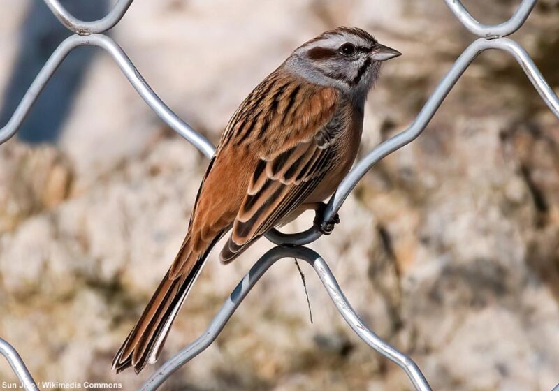 Des ornithologues chinois proposent de reconnaître une nouvelle espèce d’oiseau, le Bruant du Yunnan