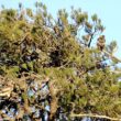 Des coléoptères forcent probablement un couple d’Aigles nains à abandonner leur aire