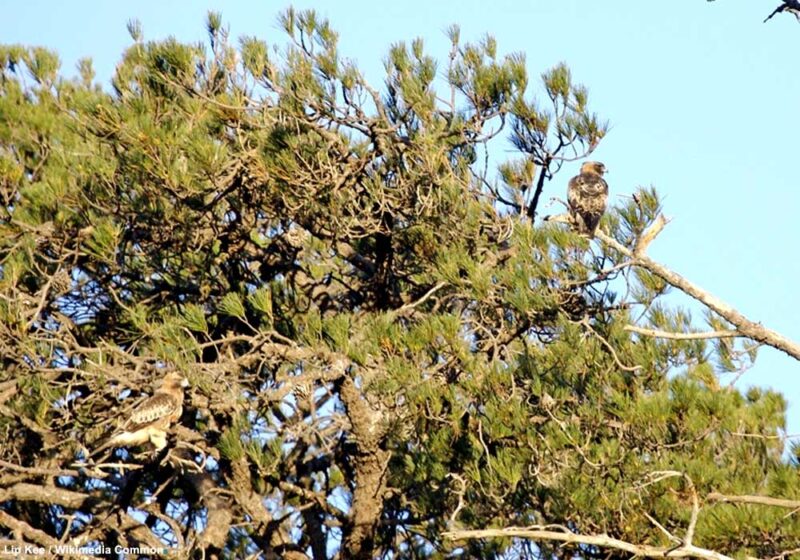 Des coléoptères forcent probablement un couple d’Aigles nains à abandonner leur aire