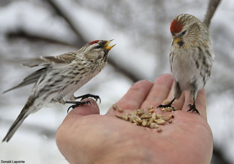 Conseils pour prendre soin des oiseaux sauvages en hiver
