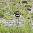 Un visiteur nord-américain dans le Finistère