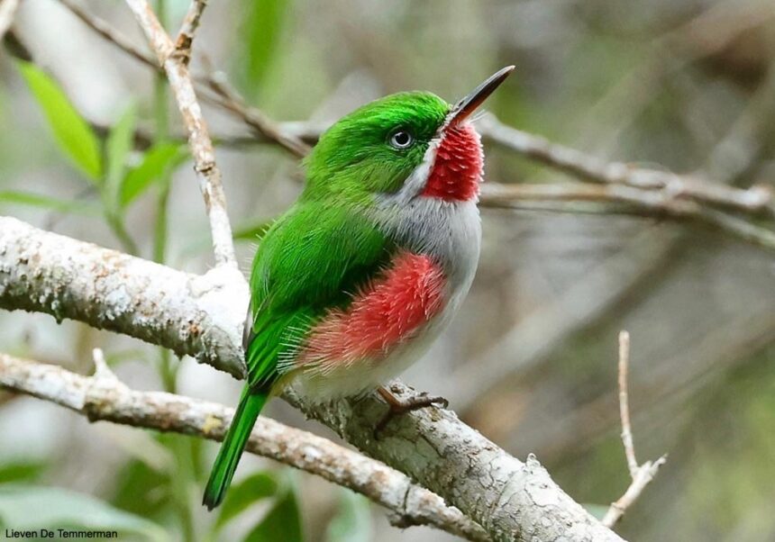 Séjour En République Dominicaine En 2022, à La Recherche Des Oiseaux ...