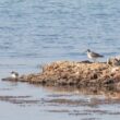 Un Chevalier de Sibérie sur les rives de l’étang de Thau