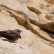 Hirondelle de rochers en Dordogne