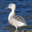 Dendrocygne fauve en Bretagne