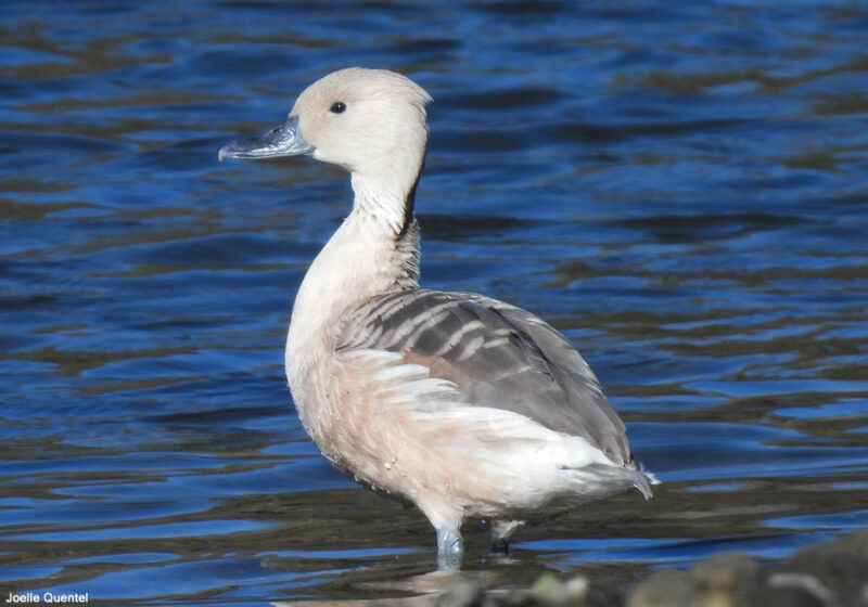 Dendrocygne fauve en Bretagne