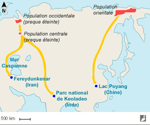 Aires de nidification et d'hivernage de la Grue de Sibérie (Grus leucogeranus)