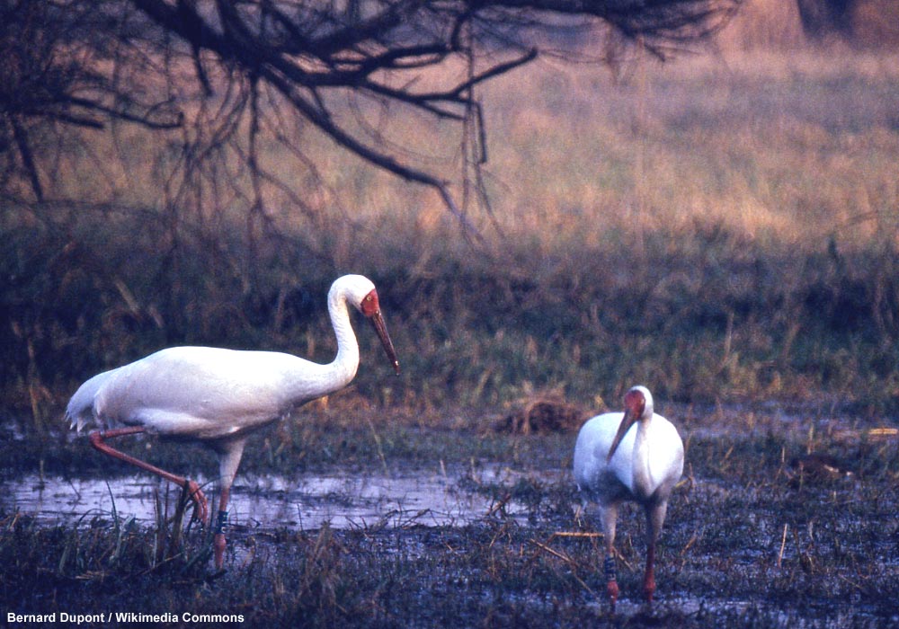 Grues de Sibérie (Grus leucogeranus)