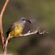 Plusieurs espèces d’oiseaux peuvent voler des proies à des guêpes