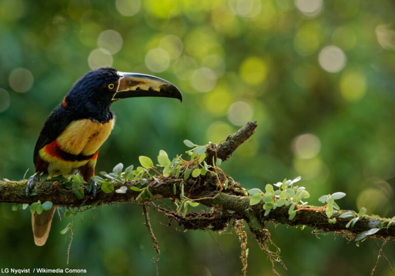 Un Araçari à collier décide de tuer un congénère parasité par des mouches