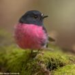 Le magenta, une couleur remarquablement peu fréquente chez les oiseaux