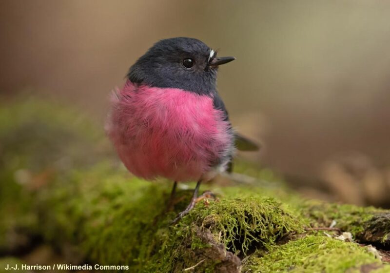 Le magenta, une couleur remarquablement peu fréquente chez les oiseaux