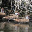 Le Canard des Bahamas semble être en cours d’installation dans les Andes