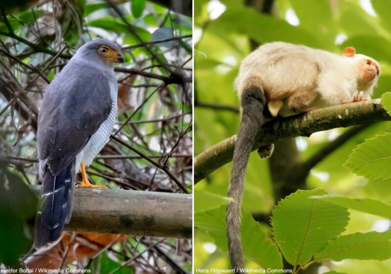 Premières observations de Carnifex de Minton suivant des primates pour se nourrir d’invertébrés