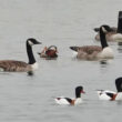 Canard mandarin dans l’Eure