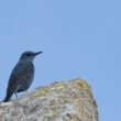 Monticole bleu en Provence