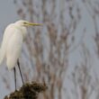 Grande Aigrette en Crau