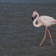 Flamant rose en Camargue