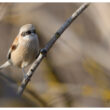 Rémiz penduline en Camargue