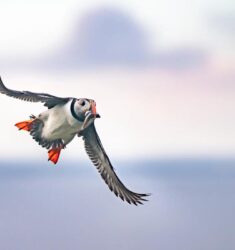 Exposition « Oiseaux du littoral breton »