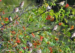 Moineaux domestiques (Passer domesticus) posés dans un Églantier des chiens (Rosa canina)