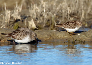 Bécasseaux variable (Calidris alpina) et minuscule (C. minutilla)