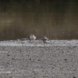 Gravelot kildir et Petits Gravelots dans le Territoire-de-Belfort