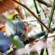 Leiothrix jaune en forêt de Montmorency