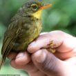 Redécouverte du Fouditany obscur à Madagascar près de 24 ans après la dernière observation confirmée