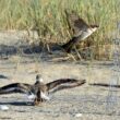 Premier cas documenté de prédation d’un Moineau domestique sur un autre oiseau