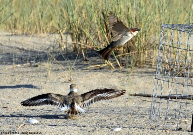 Premier cas documenté de prédation d’un Moineau domestique sur un autre oiseau