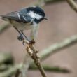 Des Mésanges bleues apportent plus de nourriture à une jeune Mésange noire qu’à leurs propres petits