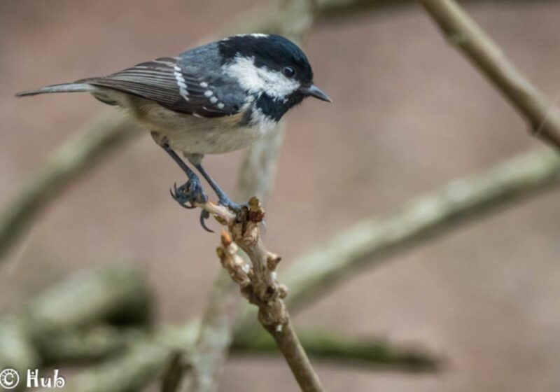 Des Mésanges bleues apportent plus de nourriture à une jeune Mésange noire qu’à leurs propres petits