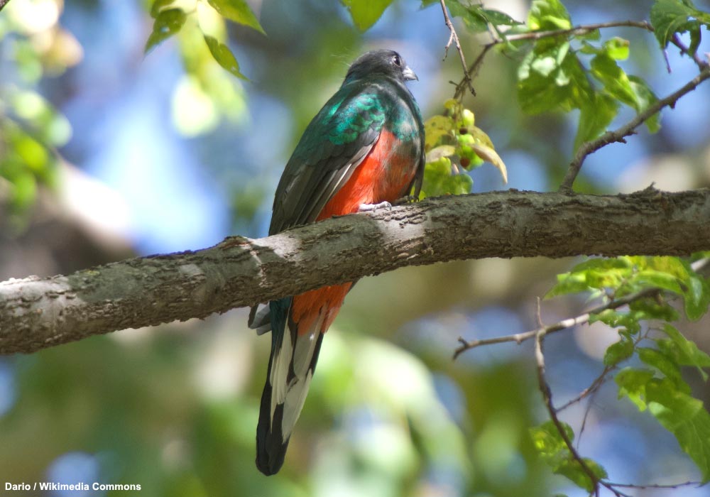 Quetzal oreillard (Euptilotis neoxenus) mâle