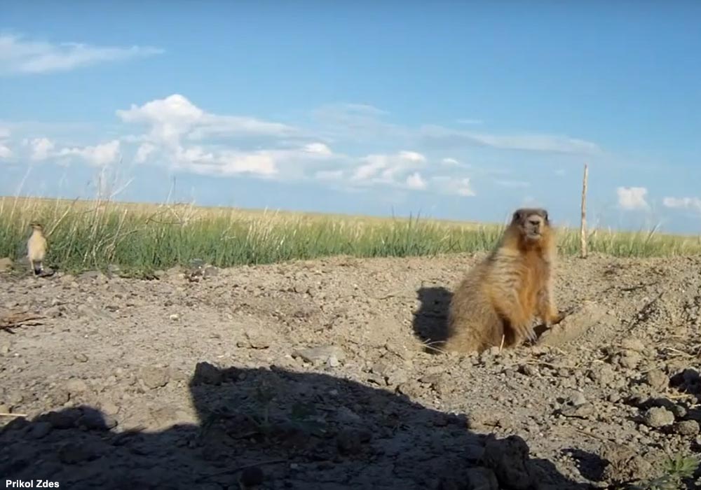 Traquet isabelle (Oenanthe isabellina) (à gauche) et Marmotte de Sibérie (Marmota sibirica) (à droite)