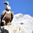 Une petite colonie de Vautours fauves s’est installée en 2023 au Maroc, après près de quarante ans d’absence