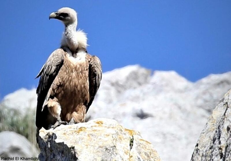 Une petite colonie de Vautours fauves s’est installée en 2023 au Maroc, après près de quarante ans d’absence