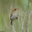 Des Cerfs de Virginie mangent des œufs d’oiseaux dans le nord-est des États-Unis